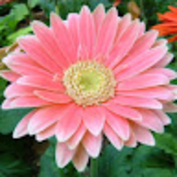 annamatt68